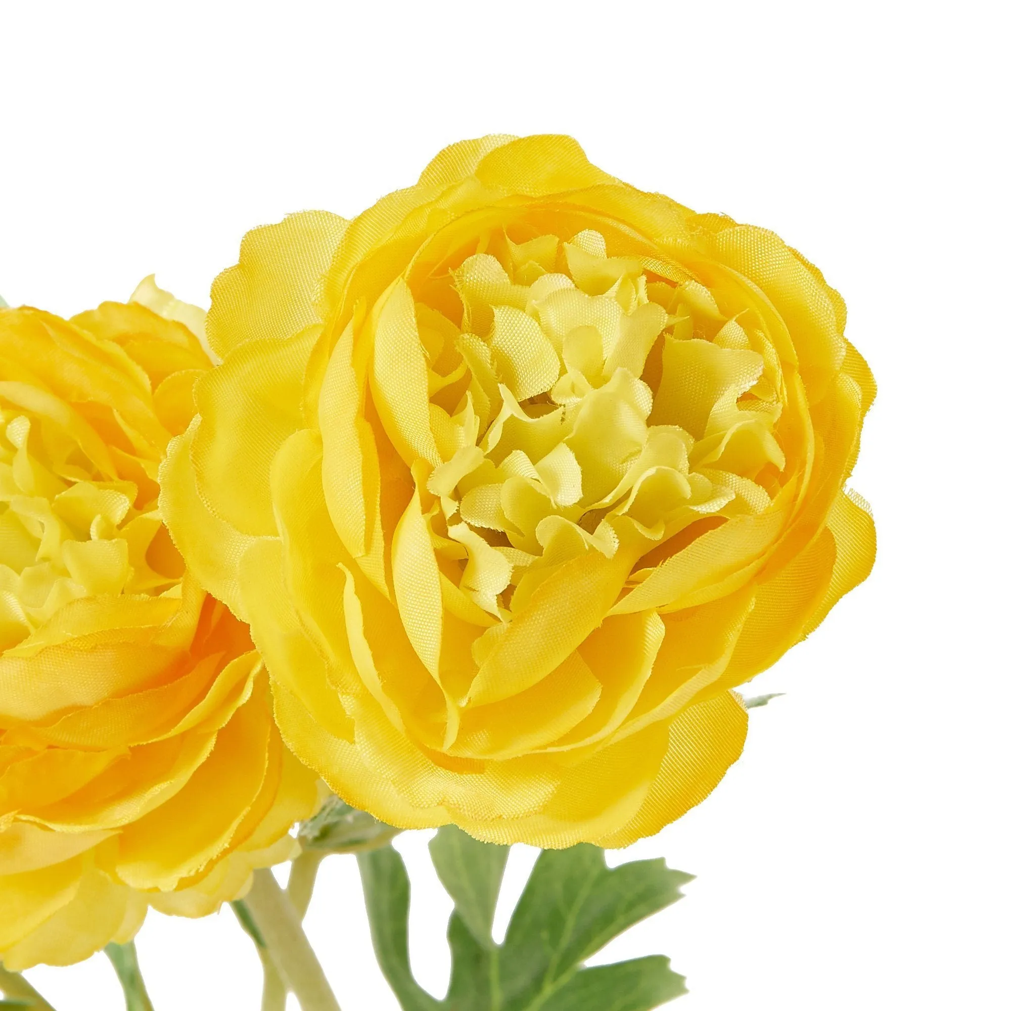 Art Flower Ranunculus Yellow