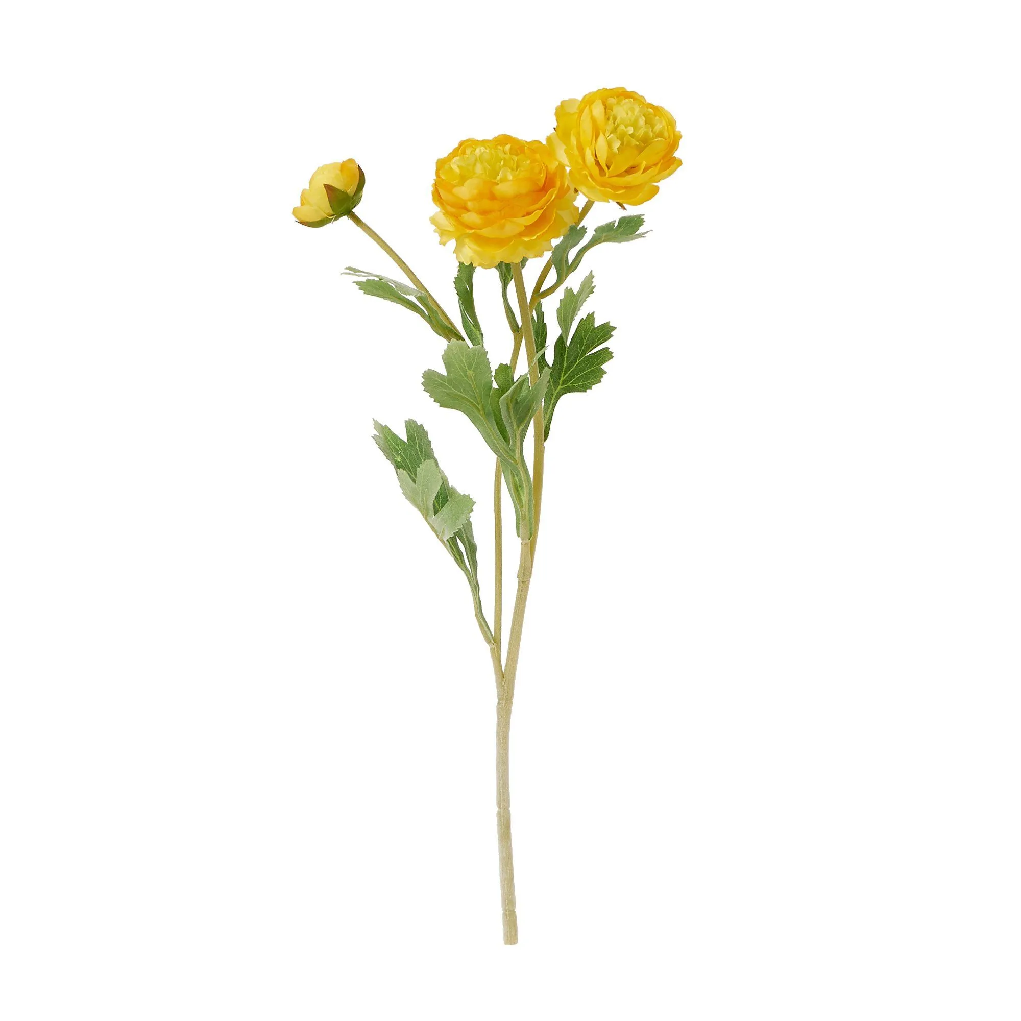 Art Flower Ranunculus Yellow