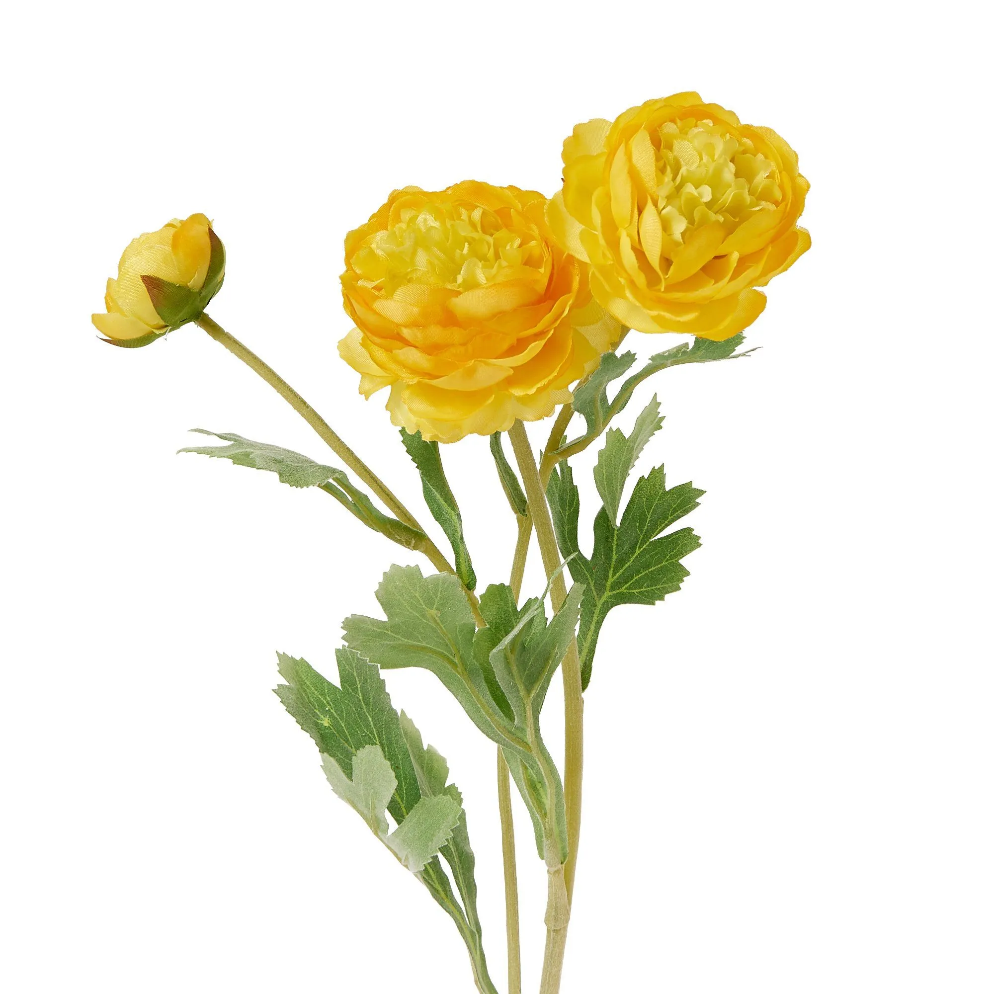 Art Flower Ranunculus Yellow