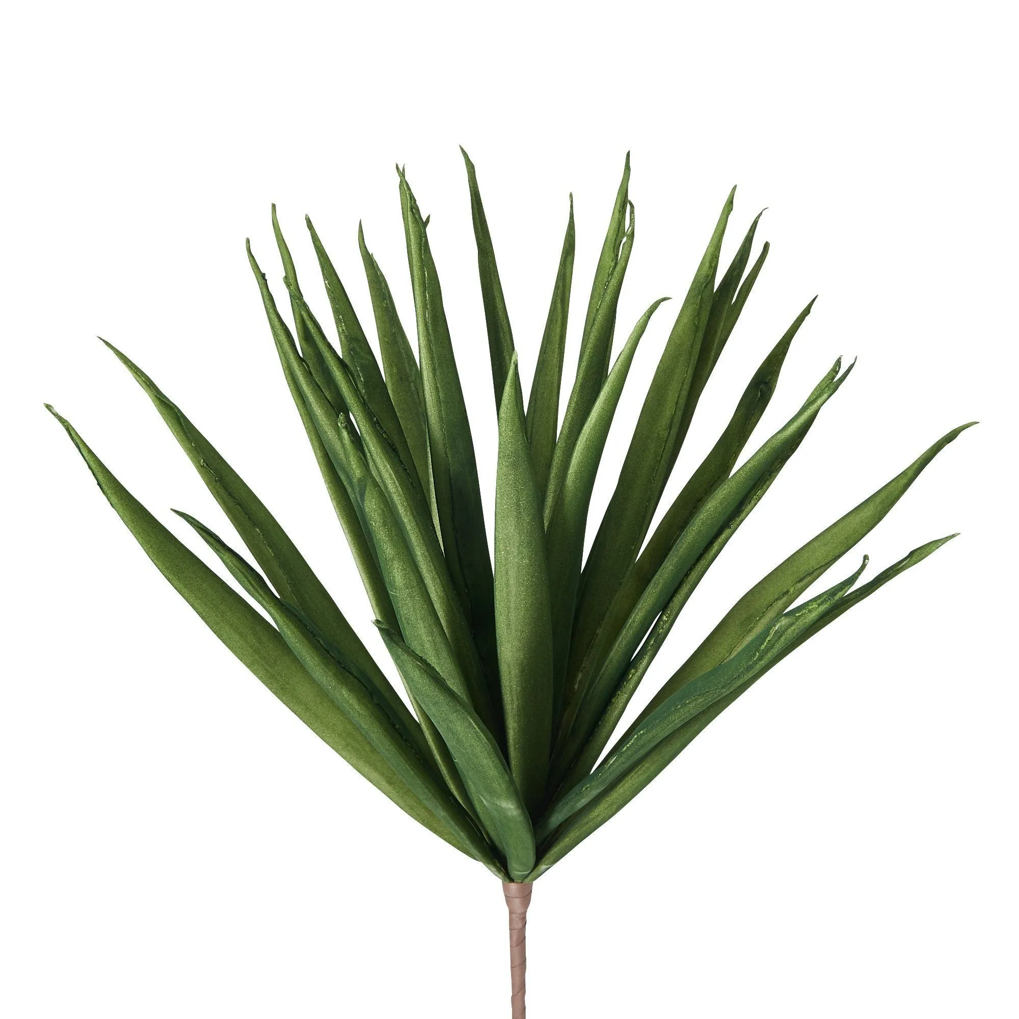 Art Plants Dragon Tree Dark Green